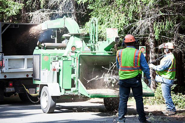 How Our Tree Care Process Works  in  Marceline, MO